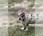 Small Photo #28 French Bulldog Puppy For Sale in LAKE WALES, FL, USA