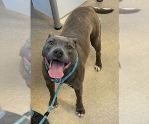 Mutt Dogs for adoption in La Porte, IN, USA