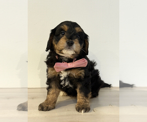 Aussiedoodle Miniature -Goldendoodle Mix Puppy for sale in MILLERSBURG, OH, USA