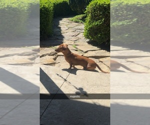 Father of the Dachshund puppies born on 02/08/2026