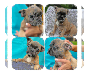 French Bulldog Puppy for sale in TAMPA, FL, USA