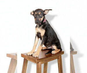 Doberman Pinscher-Unknown Mix Dogs for adoption in Oak Bluffs, MA, USA