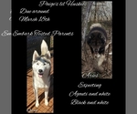 Small Photo #1 Siberian Husky Puppy For Sale in BLOOMFIELD, IN, USA