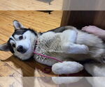 Small #2 Huskies  Mix