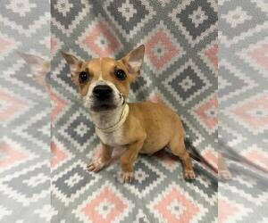 Mutt Dogs for adoption in Rockwall, TX, USA