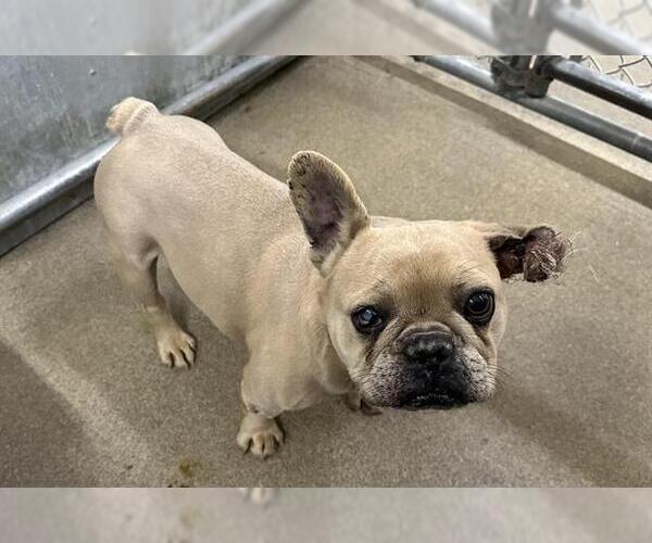 Medium Photo #1 French Bulldog Puppy For Sale in HESPERIA, CA, USA