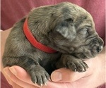 Small #4 Great Dane