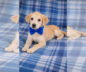 Golden Labrador Dogs for adoption in Mt. Laurel, NJ, USA