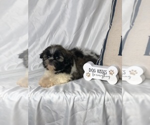 Shih Tzu Puppy for sale in INDIANAPOLIS, IN, USA