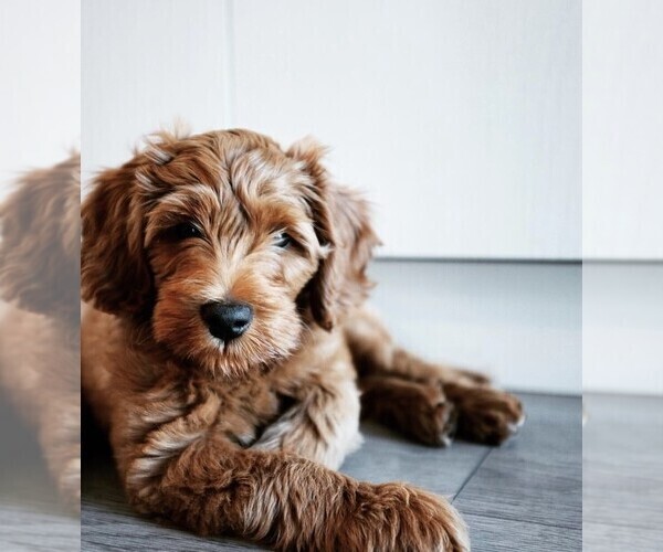 Medium Photo #7 Goldendoodle-Poodle (Standard) Mix Puppy For Sale in BALDWIN HILLS, CA, USA