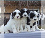 Small Photo #2 Portuguese Water Dog Puppy For Sale in STRASBURG, PA, USA