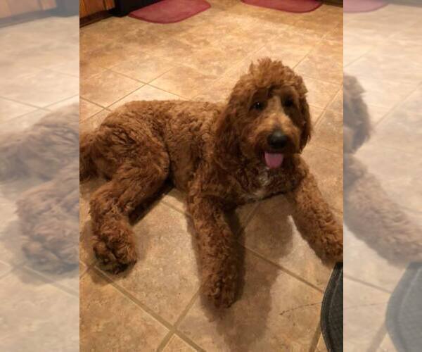 Medium Photo #1 Goldendoodle Puppy For Sale in HOPKINSVILLE, KY, USA
