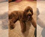 Small Photo #1 Goldendoodle Puppy For Sale in HOPKINSVILLE, KY, USA