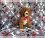 Small #6 Cavapoo (Miniature)