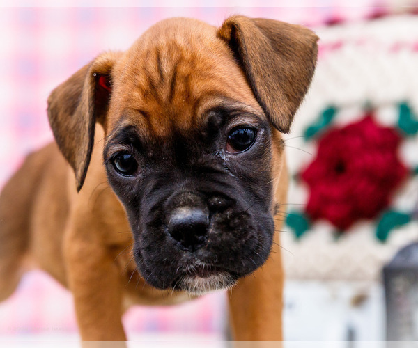 Medium Photo #2 Boxer Puppy For Sale in WAKARUSA, IN, USA