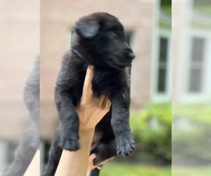 German Shepherd Dog Puppy for sale in RINGWOOD, NJ, USA
