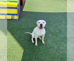 Small #2 Mutt