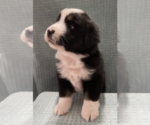 Miniature Australian Shepherd Puppy for sale in OCALA, FL, USA