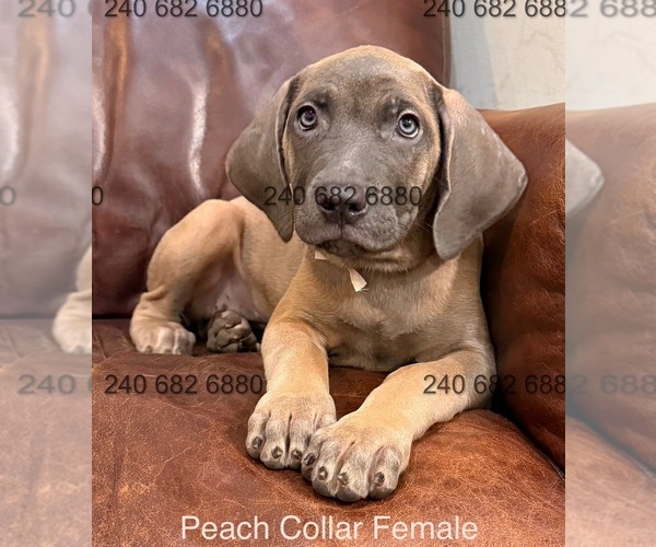 Medium Photo #3 Cane Corso Puppy For Sale in LA PLATA, MD, USA