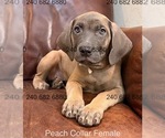 Small Photo #16 Cane Corso Puppy For Sale in LA PLATA, MD, USA