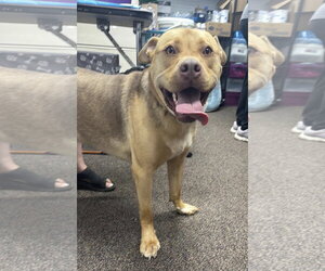 Mutt Dogs for adoption in Brooklyn Center, MN, USA
