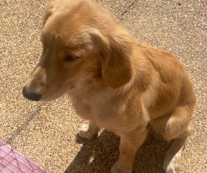 Golden Retriever Puppy for sale in HERNANDO, MS, USA