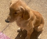 Small Golden Retriever