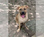Small #2 Black Mouth Cur-Labrador Retriever Mix