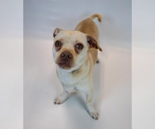 Medium Photo #6 Chihuahua-Unknown Mix Puppy For Sale in Kennesaw, GA, USA