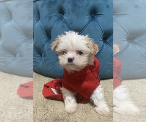 Maltese Puppy for sale in WESTFIELD, NJ, USA
