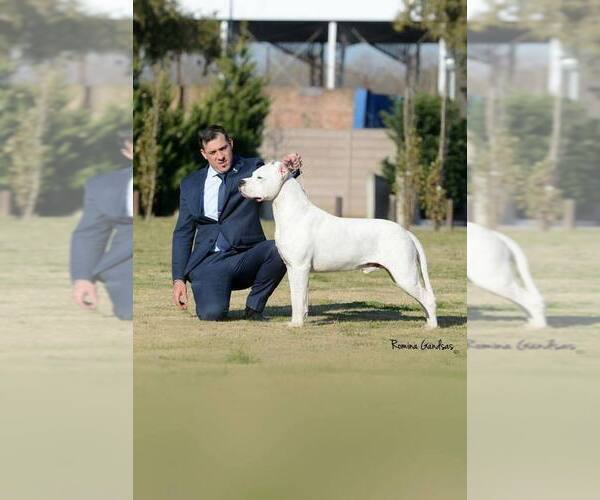 Medium Photo #2 Dogo Argentino Puppy For Sale in EAGLE MOUNTAIN, UT, USA