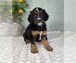 Image preview for Ad Listing. Nickname: Barkley