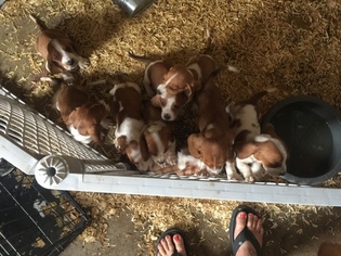 Basset Hound Puppy for sale in GREENVILLE, OH, USA