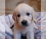 Puppy Dove English Cream Golden Retriever