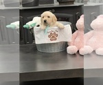 Small Photo #49 Golden Retriever Puppy For Sale in BIG CABIN, OK, USA