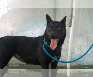 Love - Female Labrador Retriever Dog for Adoption - Photo #2