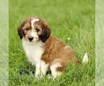 Small #3 Bernedoodle (Miniature)