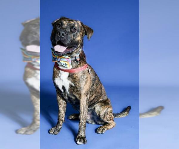 Medium Photo #1 Mutt Puppy For Sale in West Valley, UT, USA