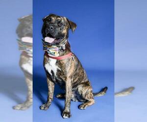 Mutt Dogs for adoption in West Valley, UT, USA