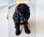 Small Photo #71 Bernedoodle Puppy For Sale in MOULTON, AL, USA