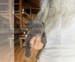 Small Photo #10 American Bully Puppy For Sale in SOMERSET, KY, USA