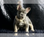 Puppy Twilight AKC French Bulldog