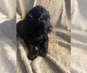 Medium Goldendoodle