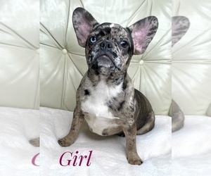 French Bulldog Puppy for Sale in BOTHELL, Washington USA
