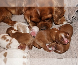 Cavalier King Charles Spaniel Puppy for sale in FREDERICKSBG, TX, USA