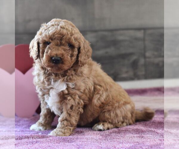 Medium Photo #1 Miniature Labradoodle Puppy For Sale in MILL HALL, PA, USA