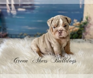 Bulldog Puppy for sale in OOLOGAH, OK, USA