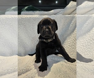 Medium Labrador Retriever