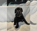 Puppy Black Labrador Retriever