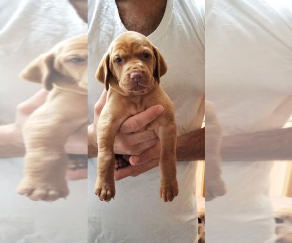 Medium Photo #1 Vizsla Puppy For Sale in SAINT HELENS, OR, USA